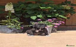 Cane Corso dogs for sale: Italian Mastiff pup now ready for their new homes! - Image 11