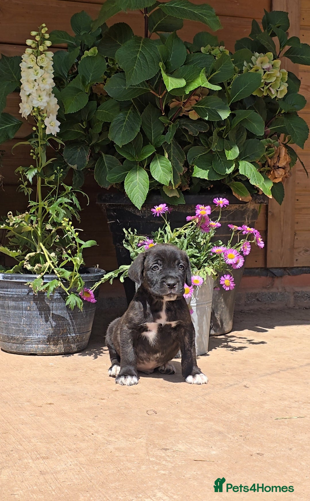 Cane Corso dogs for sale: Italian Mastiff pup now ready for their new homes! - Image 11