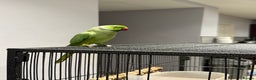 Ringnecks birds for sale: Lovely Ringneck Parrots with Cage  - Advert 6