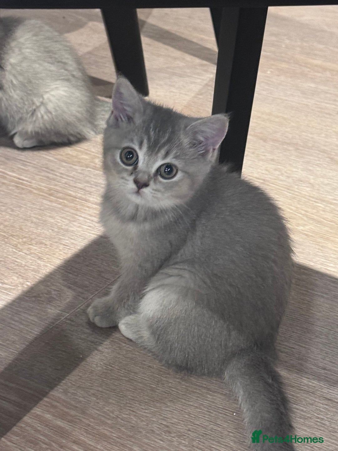 British Shorthair cats for sale: Reduced price! 1 BSH pedigree ready to leave now - Image 12