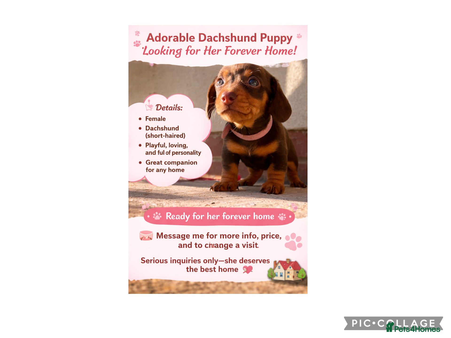 Miniature Dachshund dogs Miniature dachshund chocolate smooth haired female - Advert 21