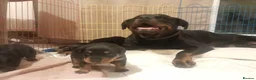 Rottweiler dogs for sale: German rottweiler pups now ready  - Advert 5