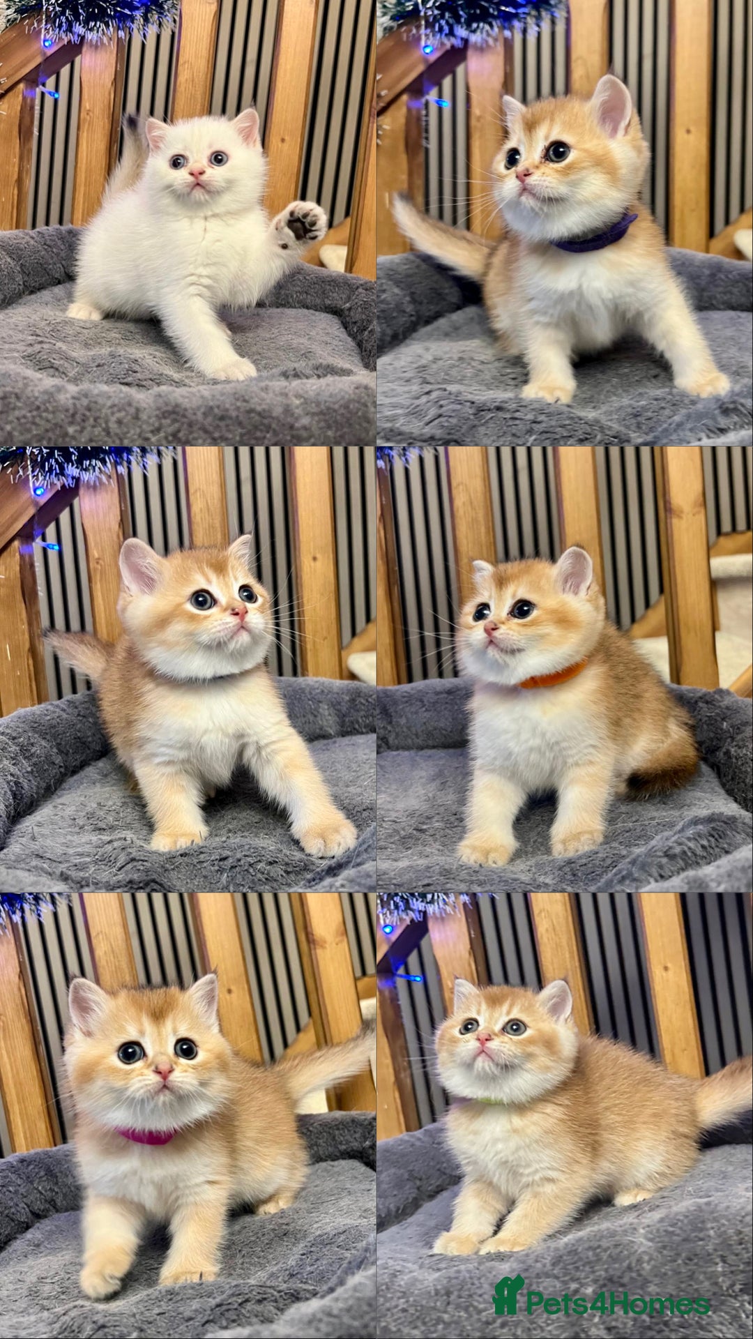 British Shorthair cats for sale: Fully pedigree kittens - Advert 1