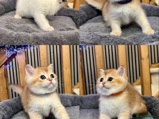 British Shorthair cats Fully pedigree kittens - Advert 1