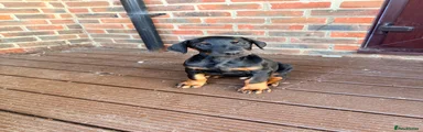 Dobermann 3 - Biege