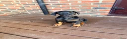 Dobermann dogs for sale: EXCEPTIONAL HOME BRED DOBERMANN PUPPIES - Advert 13