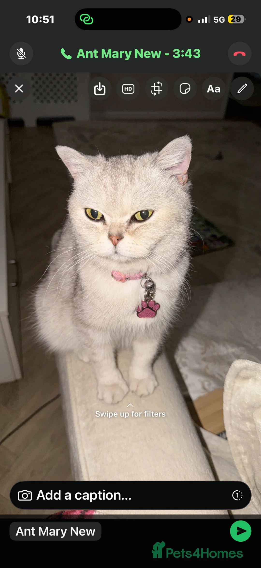 British Shorthair cats for sale: Pedigree Silver snow British shorthair litter - Advert 2