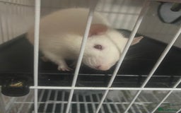 Rat rodents for sale: Heidi and Pheobe (with cage) - Image 2