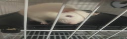 Rat rodents for sale: Heidi and Pheobe (with cage) - Advert 2