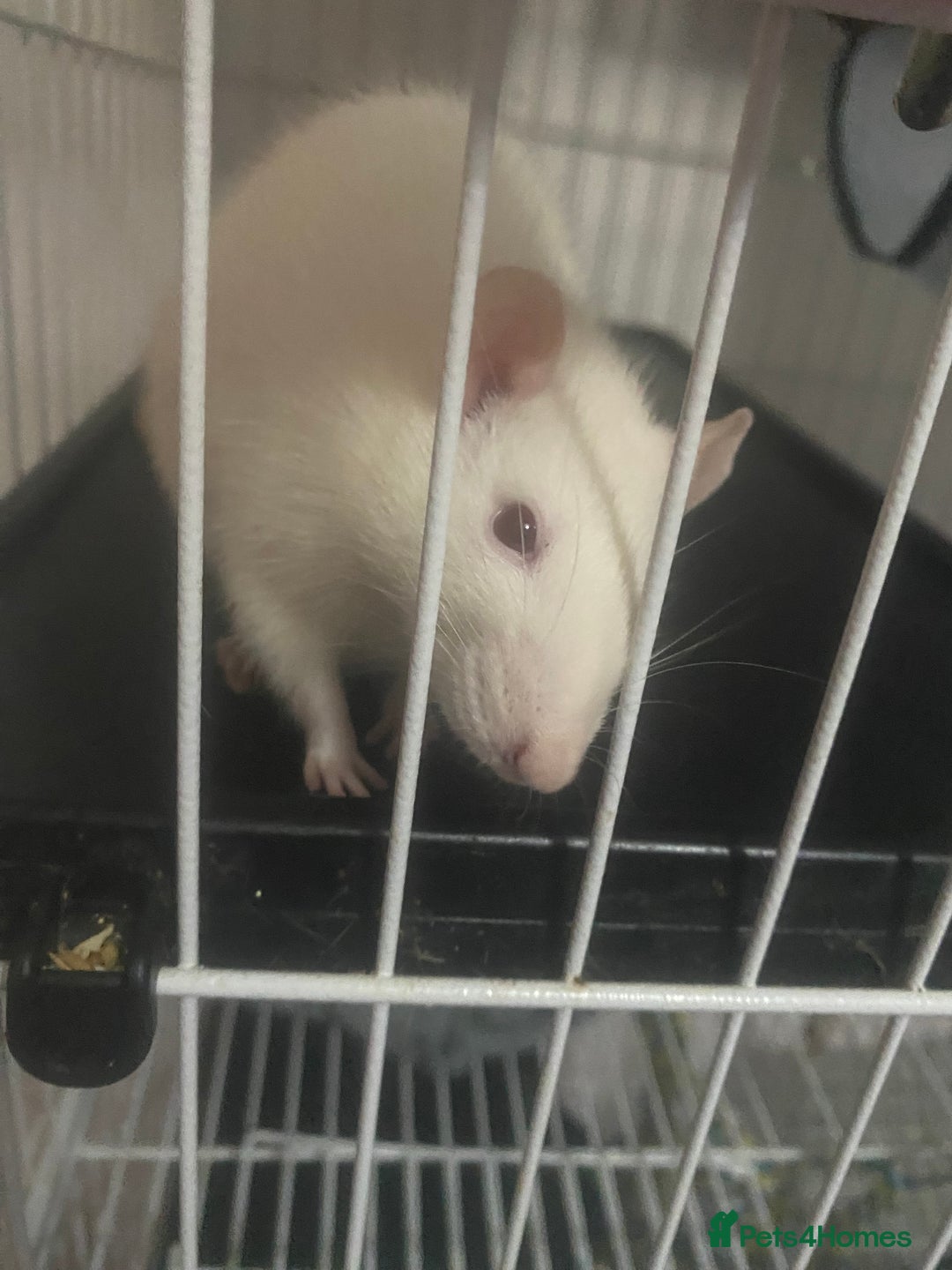 Rat rodents for sale: Heidi and Pheobe (with cage) - Image 2