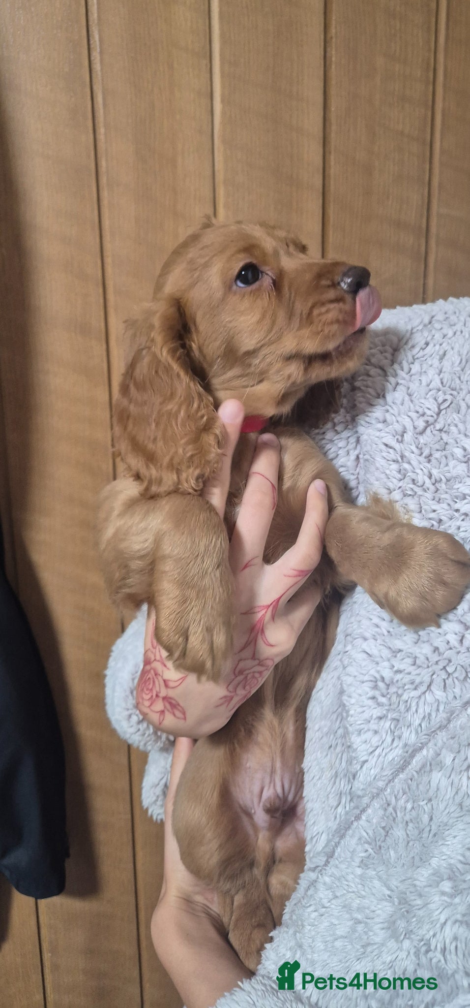 Cocker Spaniel dogs Two (unemployed)🤣 working cocker spaniel puppys - Advert 4