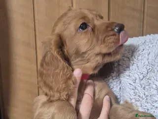 Cocker Spaniel dogs Two (unemployed)🤣 working cocker spaniel puppys - Advert 4