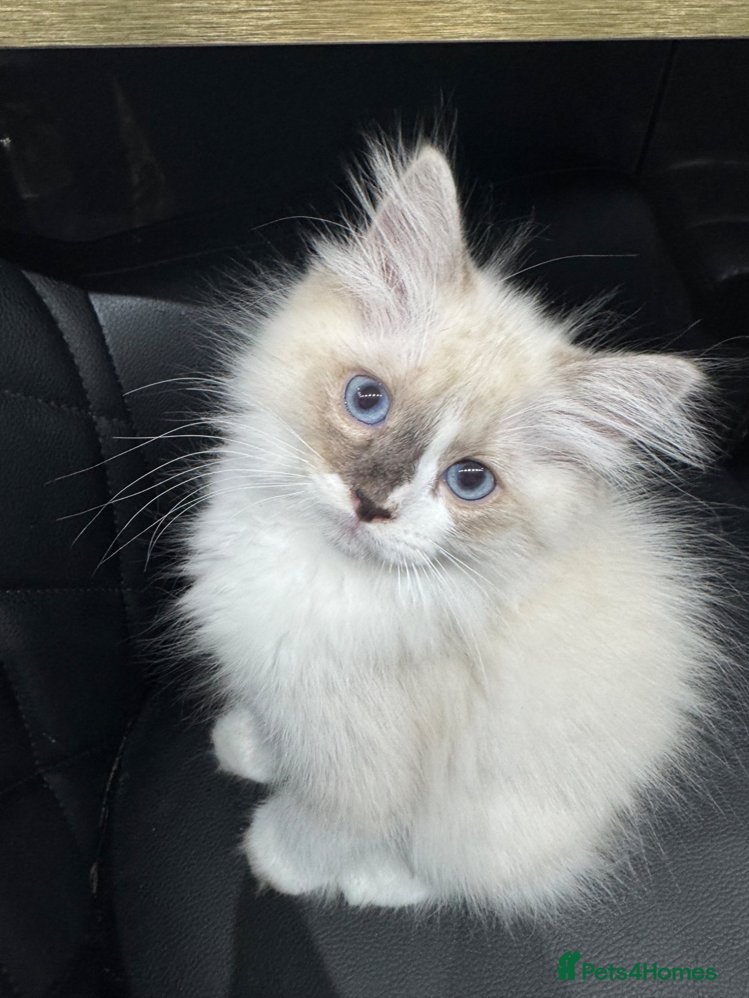 Ragdoll cats 2 Purebred Ragdoll Kittens  - Advert 1
