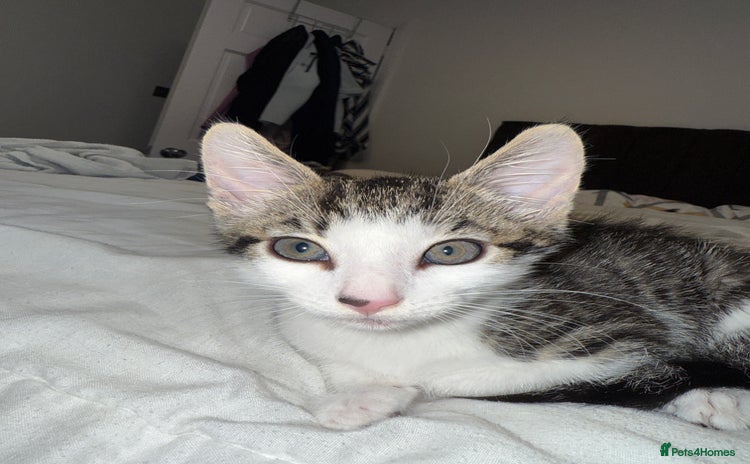 Domestic Shorthair cats - Advert 2