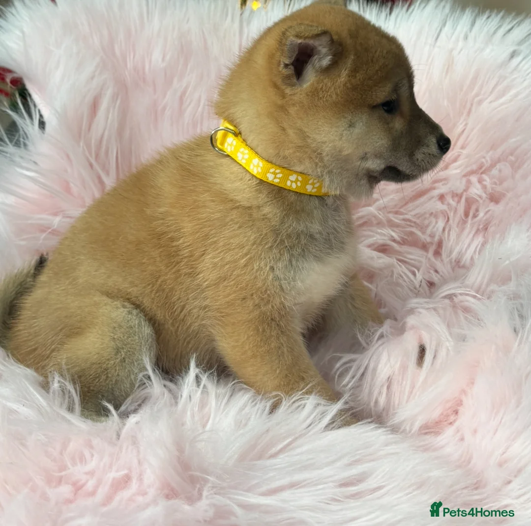 Japanese Shiba Inu dogs for sale: Kc registered Shiba Inu puppies  - Advert 8