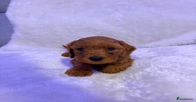 Cavapoo dogs - Advert 11