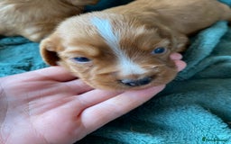 Cocker Spaniel dogs for sale: Working Cocker Spaniel Puppies   - Image 3