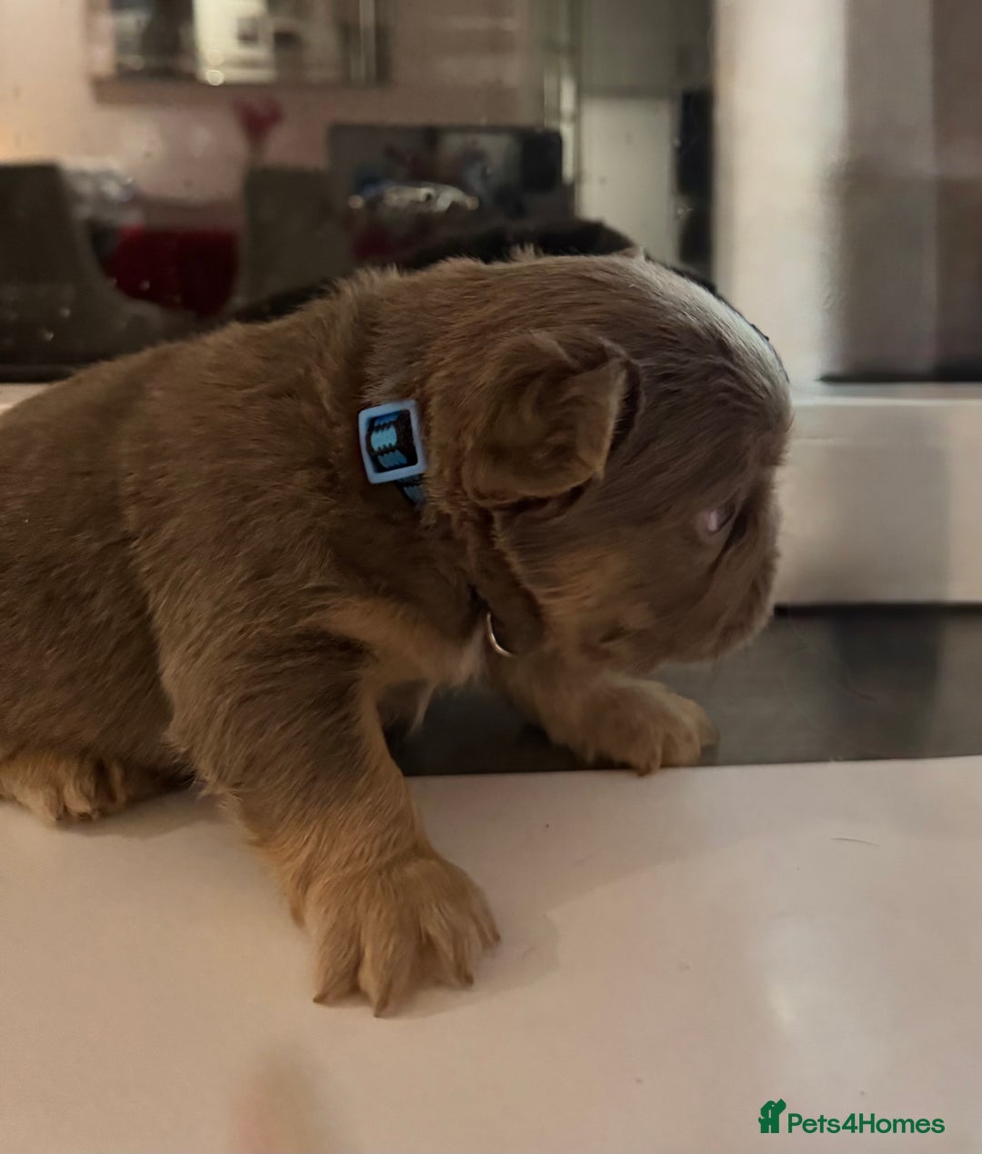 French Bulldog dogs for sale: Outstanding Frenchie pups  - Advert 16