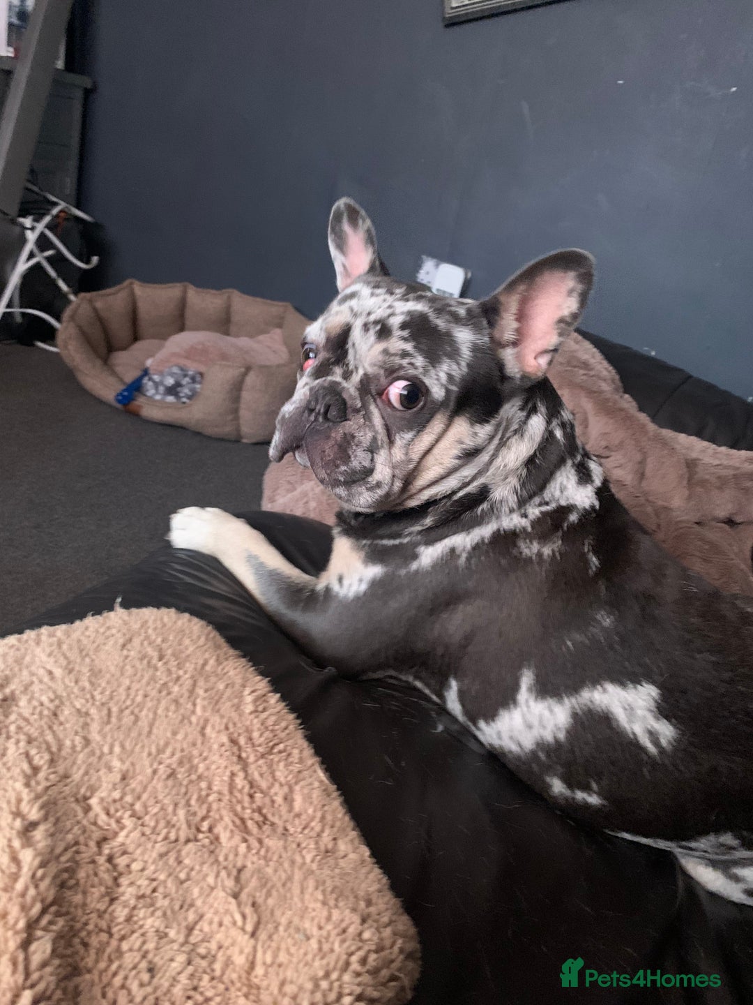 French Bulldog dogs for stud: Rokko French bulldog  - Advert 7