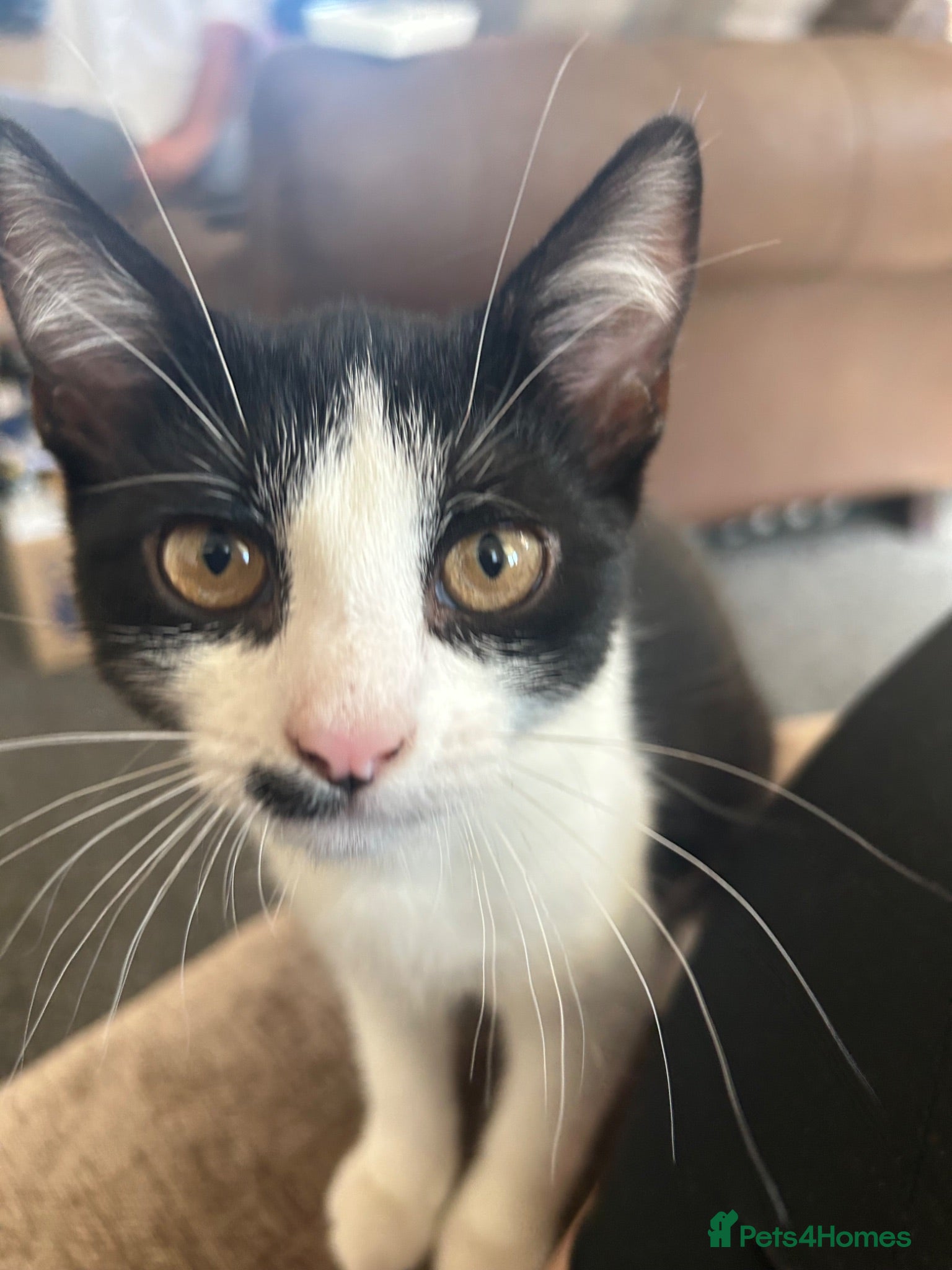 Mixed Breed cats 14 weeks old kitten £30 - Advert 1