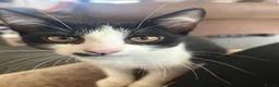 Mixed Breed cats for sale: 14 weeks old kitten £30 in Bridgend - Advert 1
