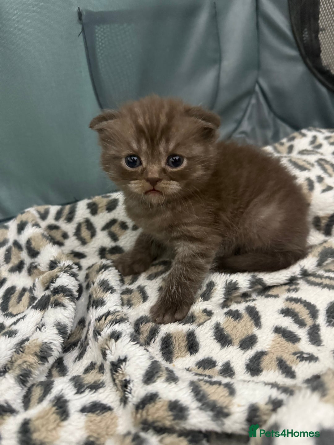 British Shorthair cats for sale: BSH x Fold stunning show kittens  - Advert 29