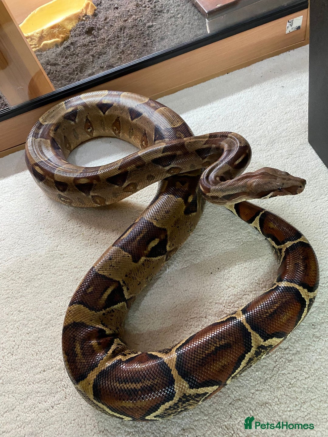 Boa Snake reptiles for sale: Pair of Boa Constrictor Snakes - Advert 1
