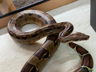 Boa Snake reptiles Pair of Boa Constrictor Snakes - Advert 3