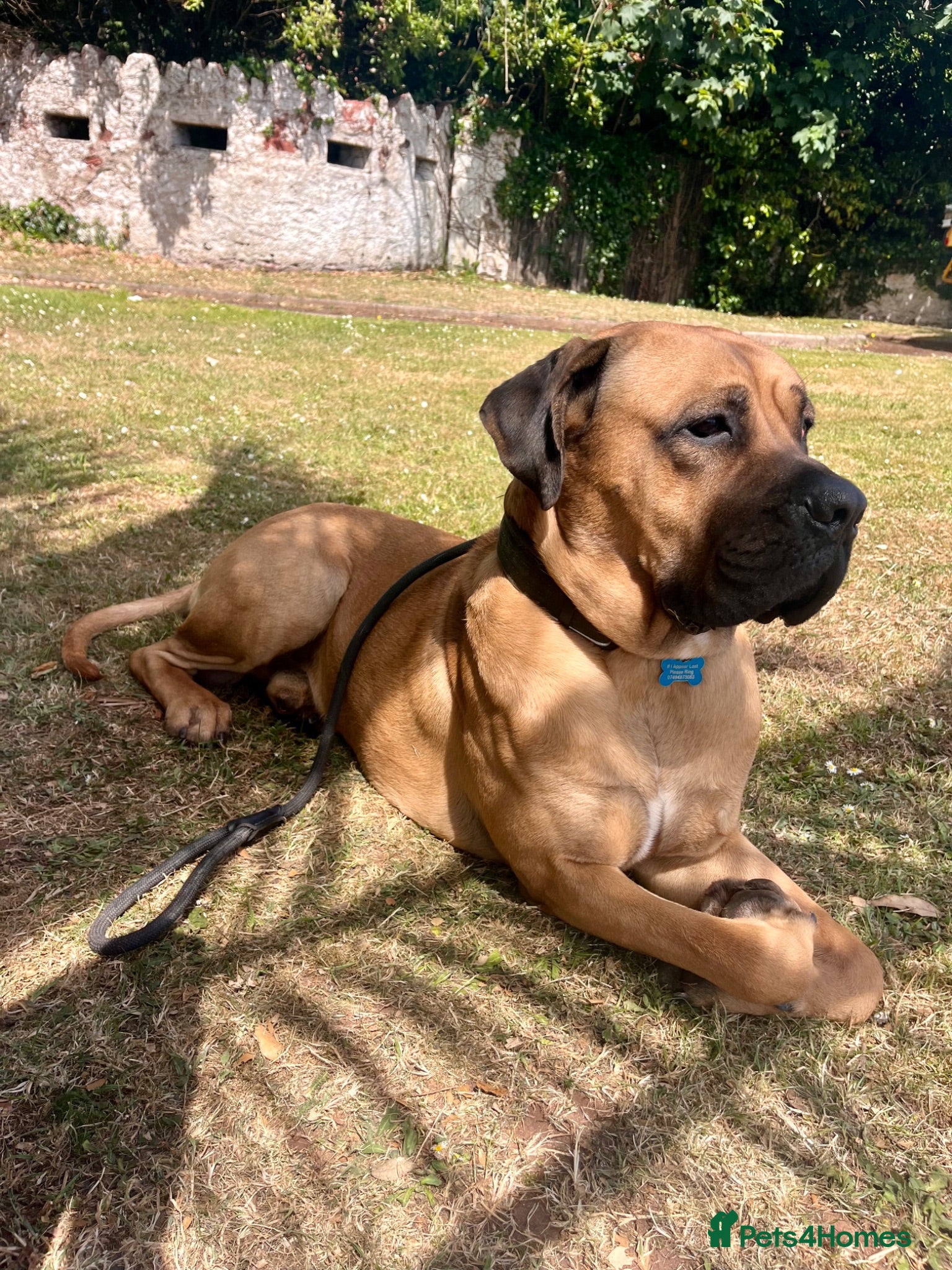Mastiff dogs Big handsome softy Mastiff boy - Advert 3