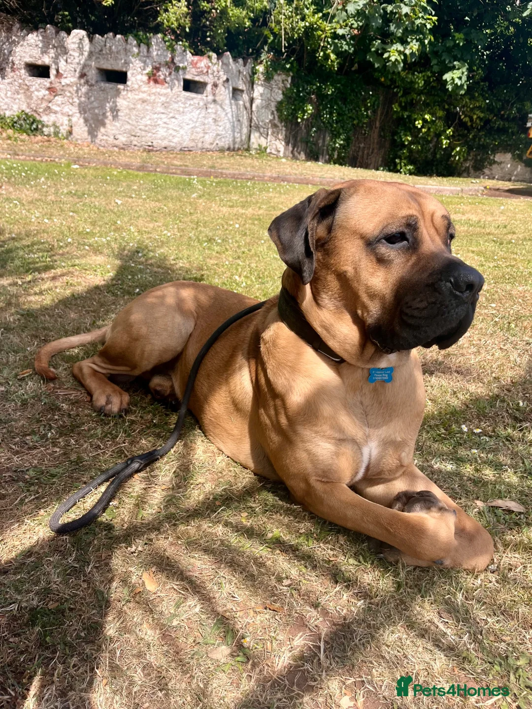 Mastiff dogs for sale: Big handsome softy Mastiff boy - Advert 1
