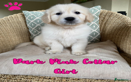 Golden Retriever dogs for sale: Golden Retriever Pups From Health-Tested Parents - Image 5