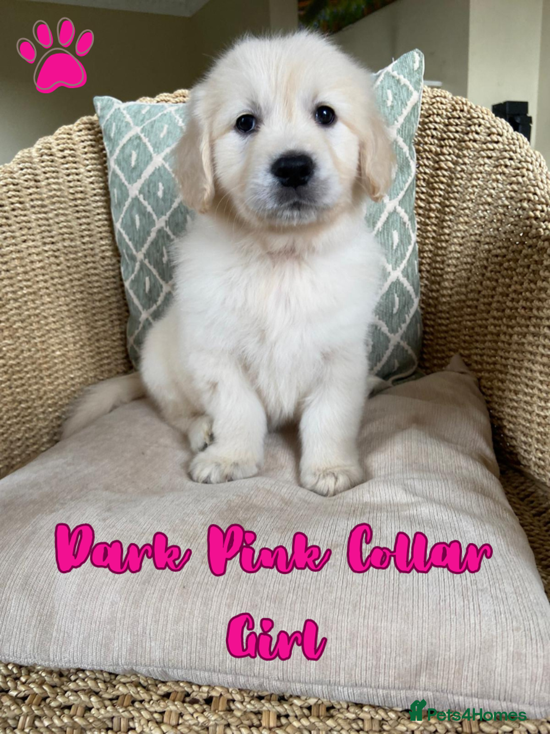 Golden Retriever dogs for sale: Golden Retriever Pups From Health-Tested Parents - Image 5