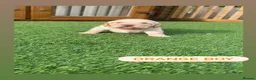 Cockerdor dogs for sale: 6 beautiful cockerdor puppies - Advert 13