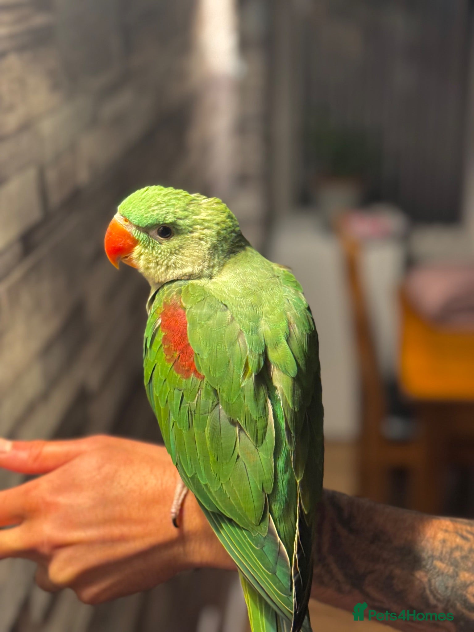 Budgerigars birds 🦜 Hand-Reared Alexandrine Parrot  - Advert 13