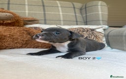 Staffordshire Bull Terrier dogs for sale: STAFFORDSHIRE BULL TERRIERS💚 - Image 12