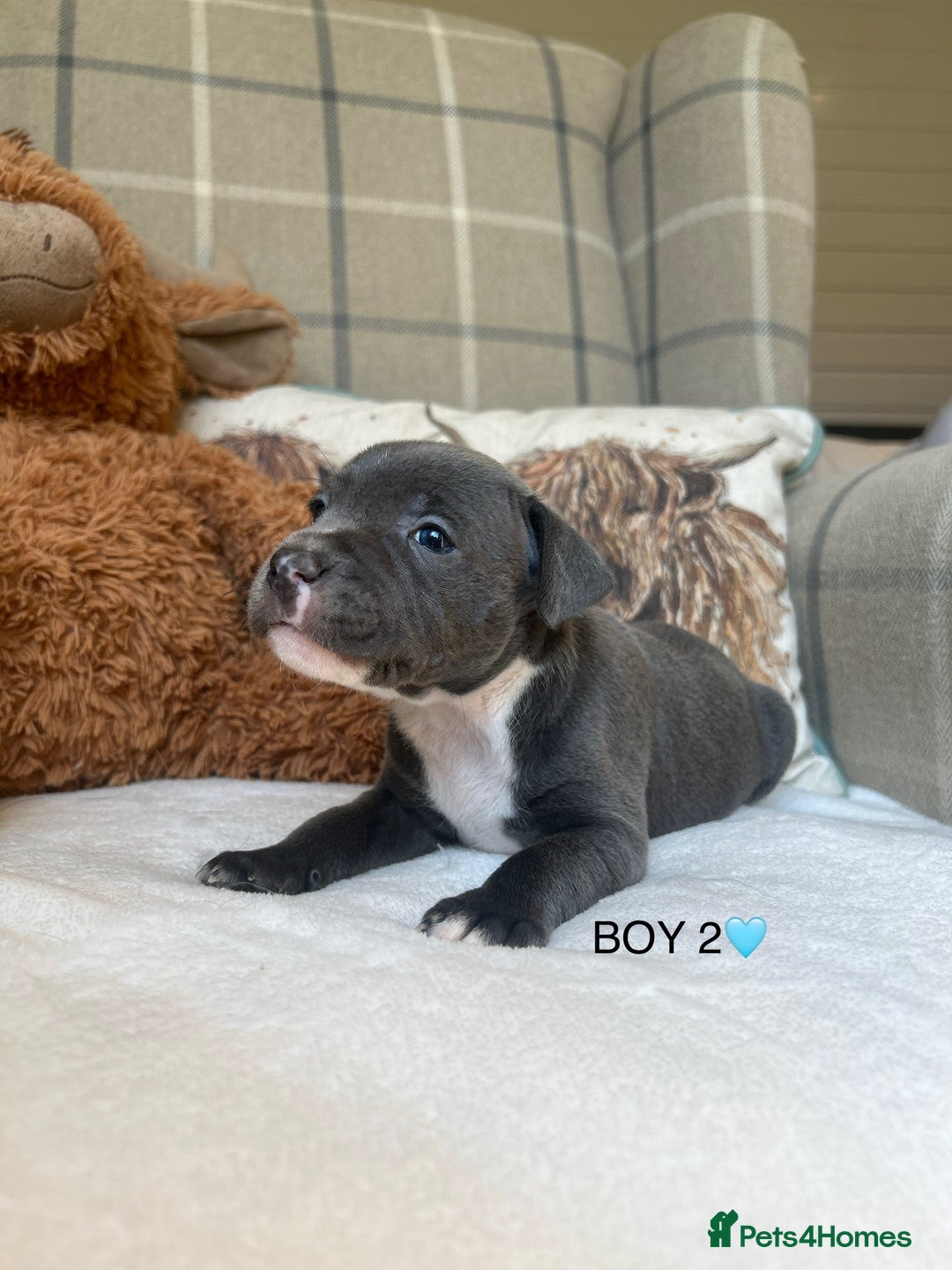Staffordshire Bull Terrier dogs for sale: STAFFORDSHIRE BULL TERRIERS💚 - Image 12