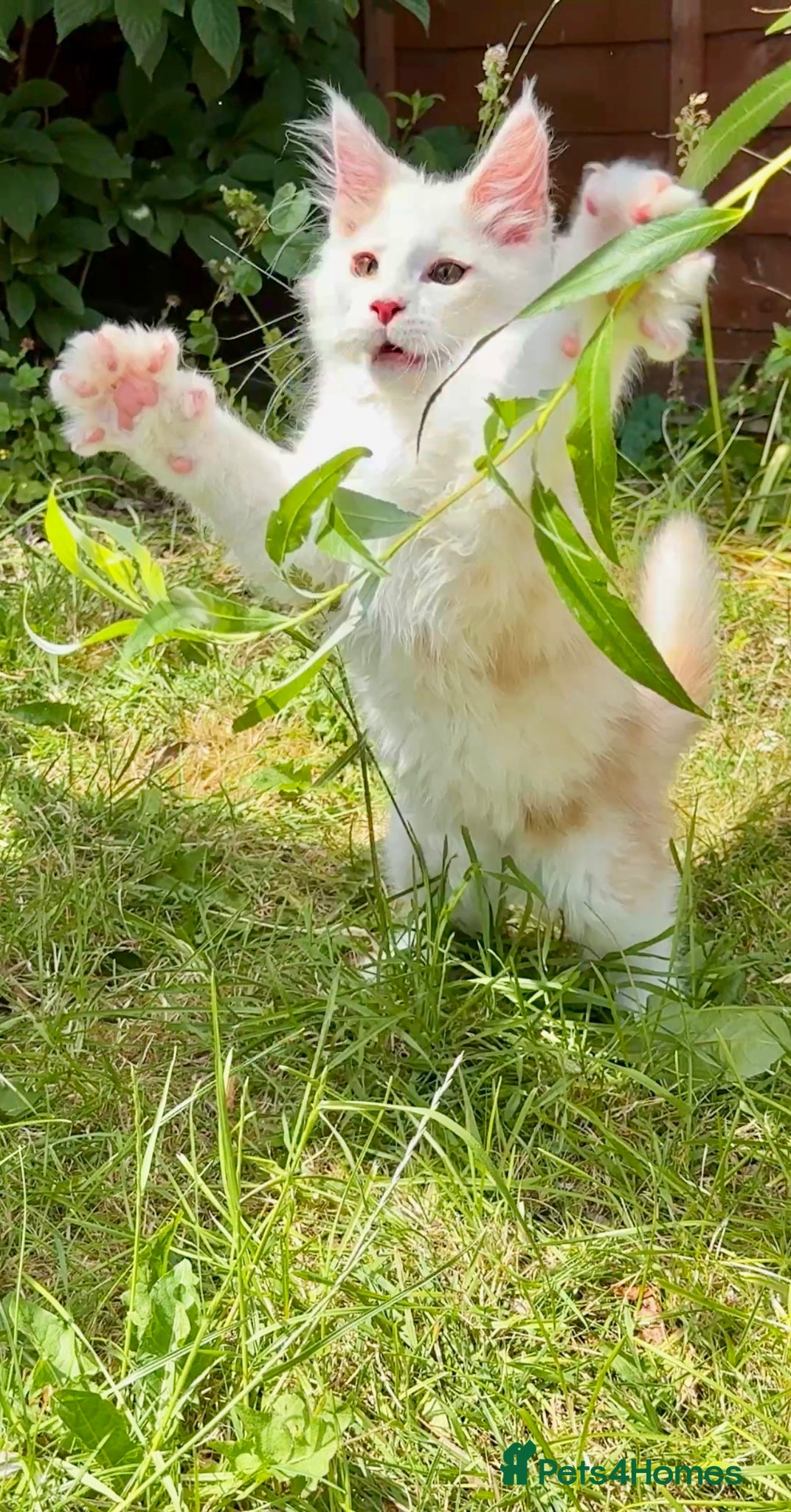 Maine Coon cats for sale: Male Maine Coon Pedigree Kitten. GCCF. Red Smoke - Advert 4