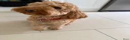 Cockapoo dogs for adoption: ✈️🐾 GOOSE IS READY TO BE YOUR WINGMAN! 🐾✈️ - Advert 2