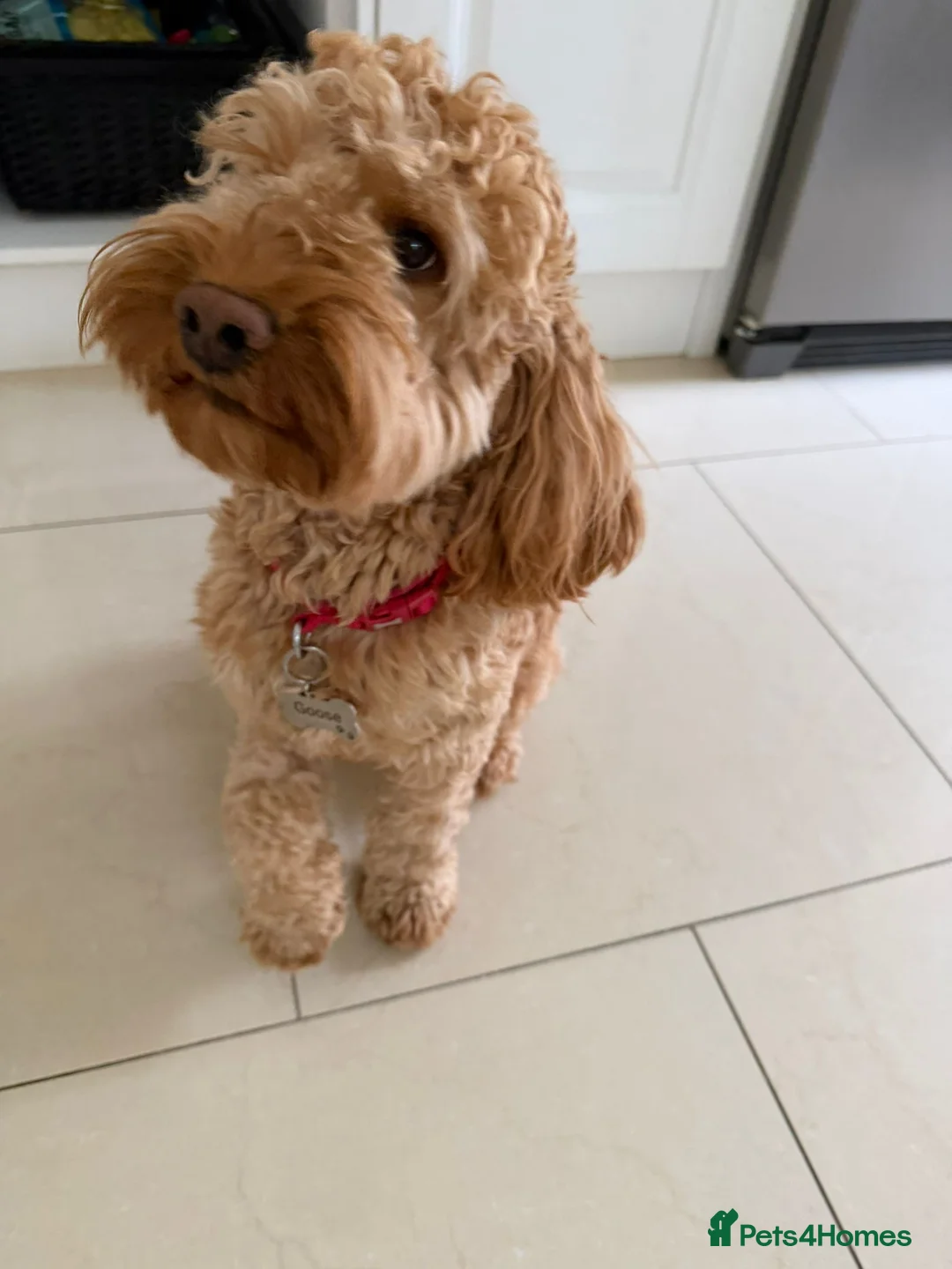 Cockapoo dogs for adoption: ✈️🐾 GOOSE IS READY TO BE YOUR WINGMAN! 🐾✈️ - Advert 2