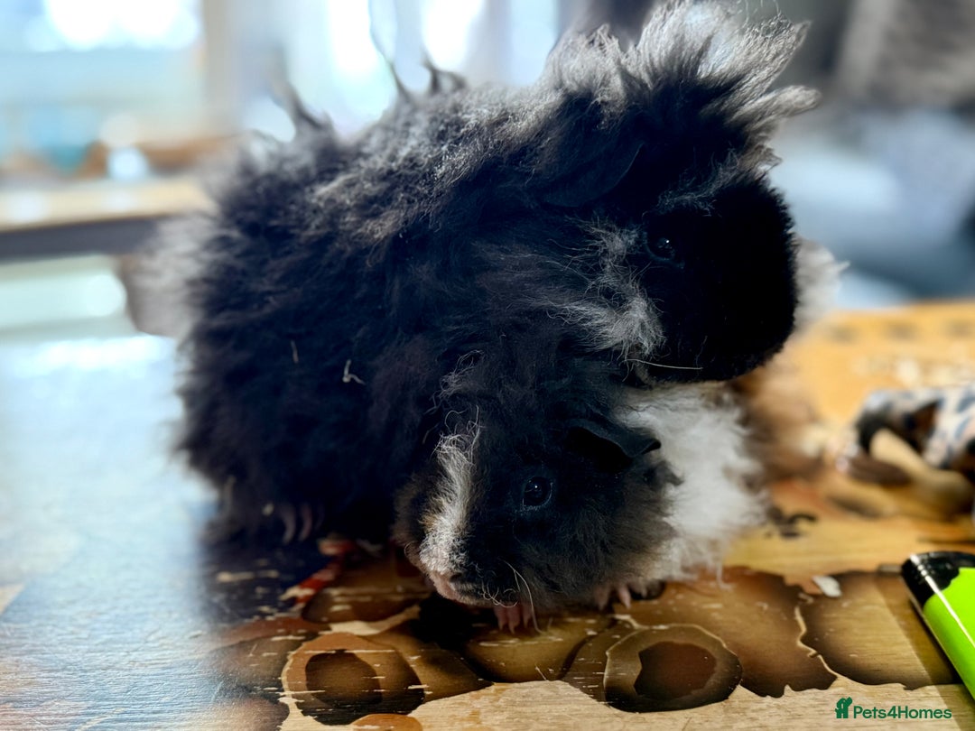 Guinea Pig rodents for sale: Pair of boys and pair of girls  - Image 6