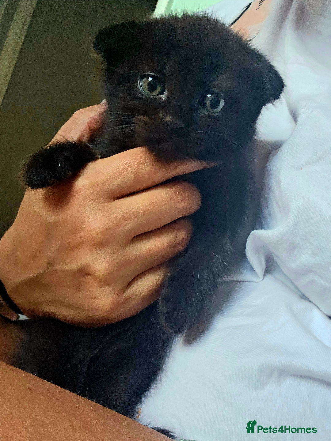Mixed Breed cats for sale: Scottish Fold Mix Kittens –Ready 16th August 🐾 - Image 5