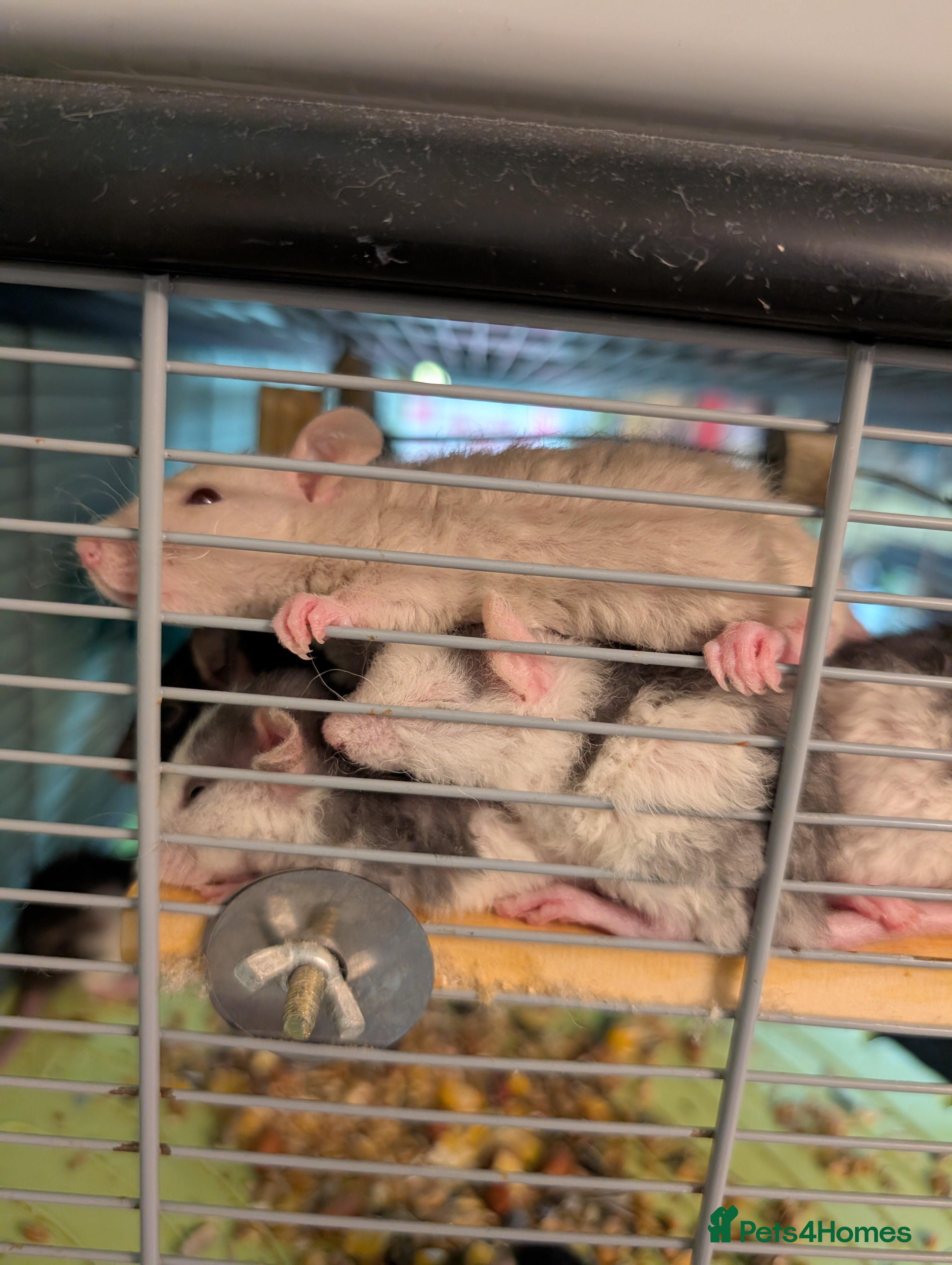 Rat rodents Rex Dumbo and top eared baby Rats, only boys left - Advert 5