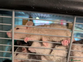 Rat rodents Rex Dumbo and top eared baby Rats, only boys left - Advert 5