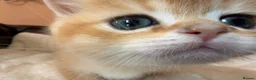 British Shorthair cats for sale: Top quality Golden BSH - Advert 12