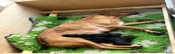 Springador dogs for sale: Lovely springerdor puppies  in Denbigh - Advert 3