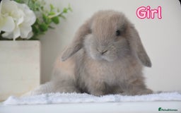 Mini Lop rabbits for sale: Beautiful pure mini lop bunnies  - Image 6