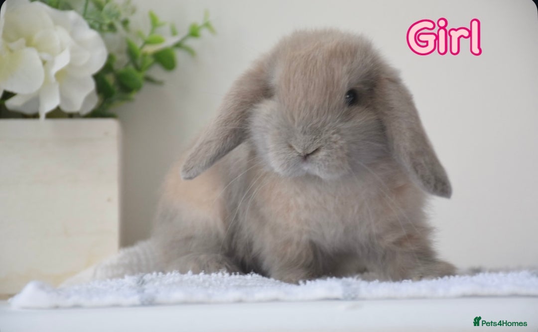 Mini Lop rabbits for sale: Beautiful pure mini lop bunnies  - Image 6
