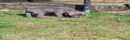 Staffordshire Bull Terrier dogs for sale: One boy one girl blue staffy pups - Advert 7