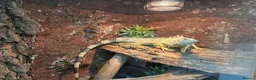 Iguana reptiles for sale: Male Axanthic Iguana  - Advert 3