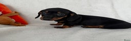 Dachshund dogs for sale: Mini smooth coat dachshunds  - Advert 15